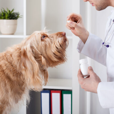 Things to know about ordering medicines for pets
