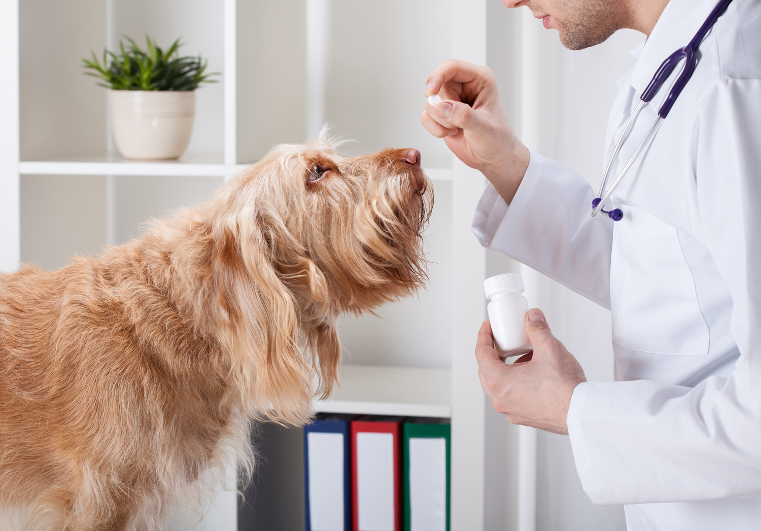 Things to know about ordering medicines for pets