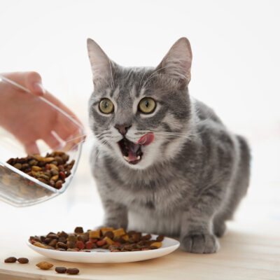 How to Feed and Treat Cats