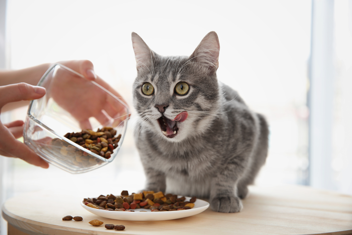How to Feed and Treat Cats