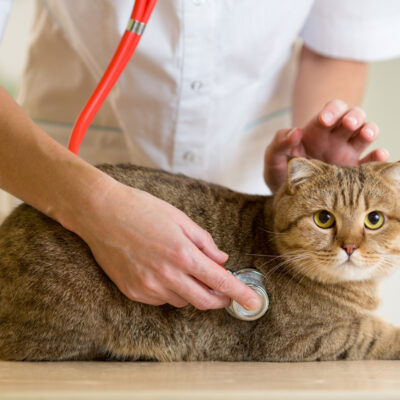 Risk Factors for Diabetes Mellitus in Pets