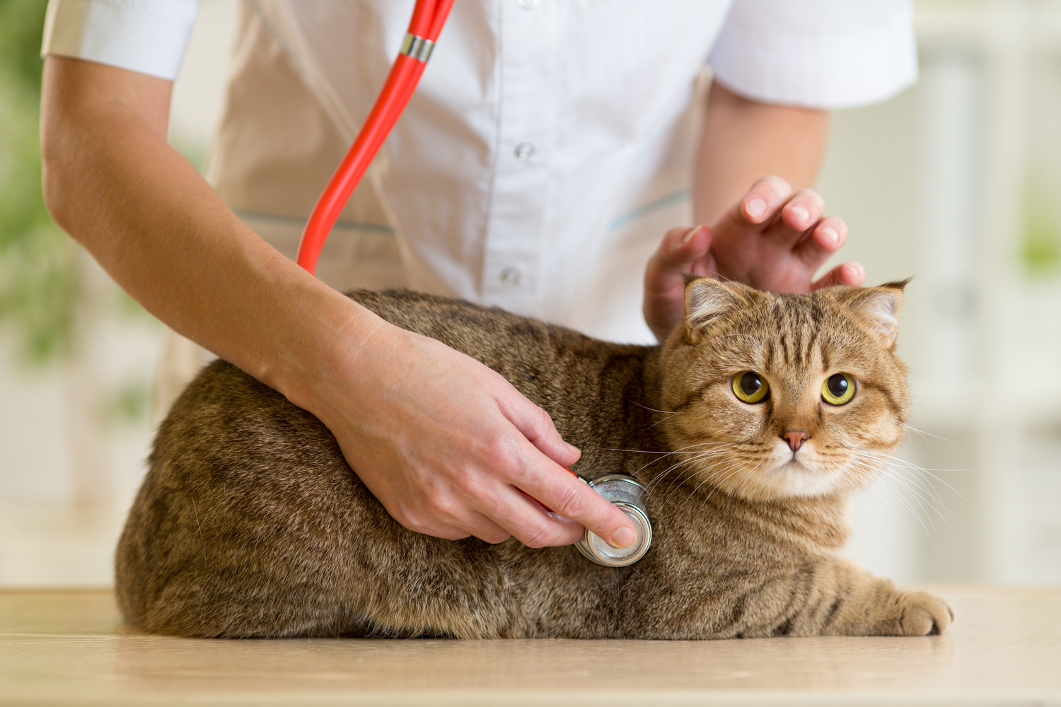 Risk Factors for Diabetes Mellitus in Pets
