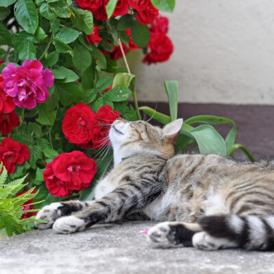 Common Toxic Plants for Cats