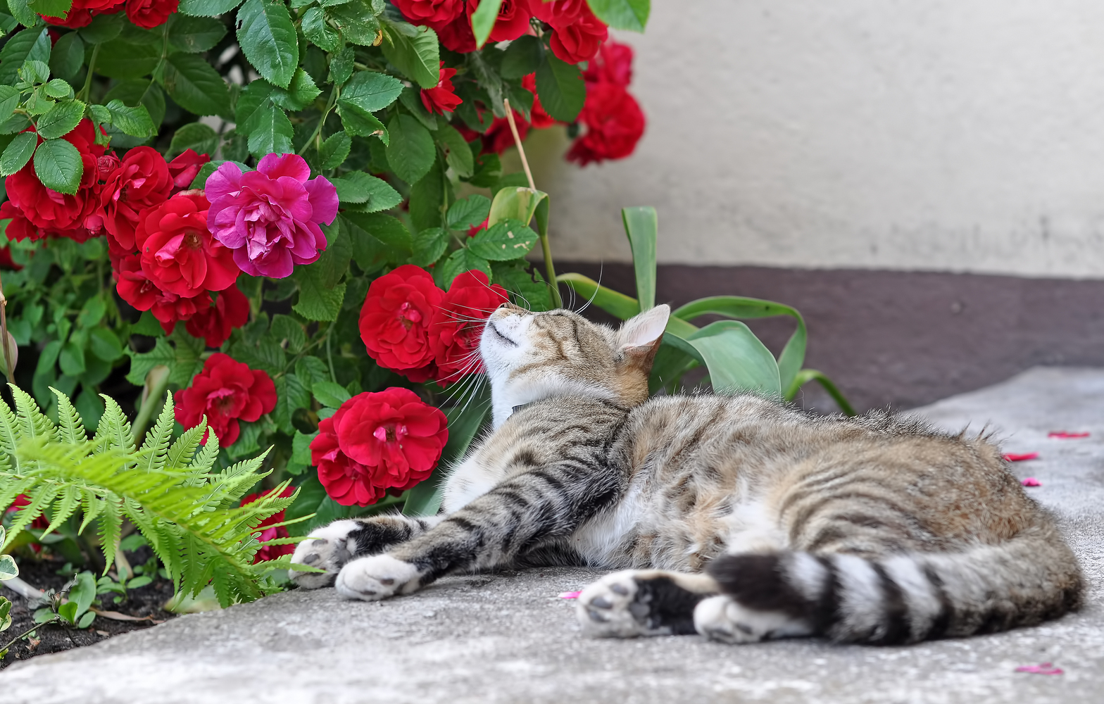 Common Toxic Plants for Cats