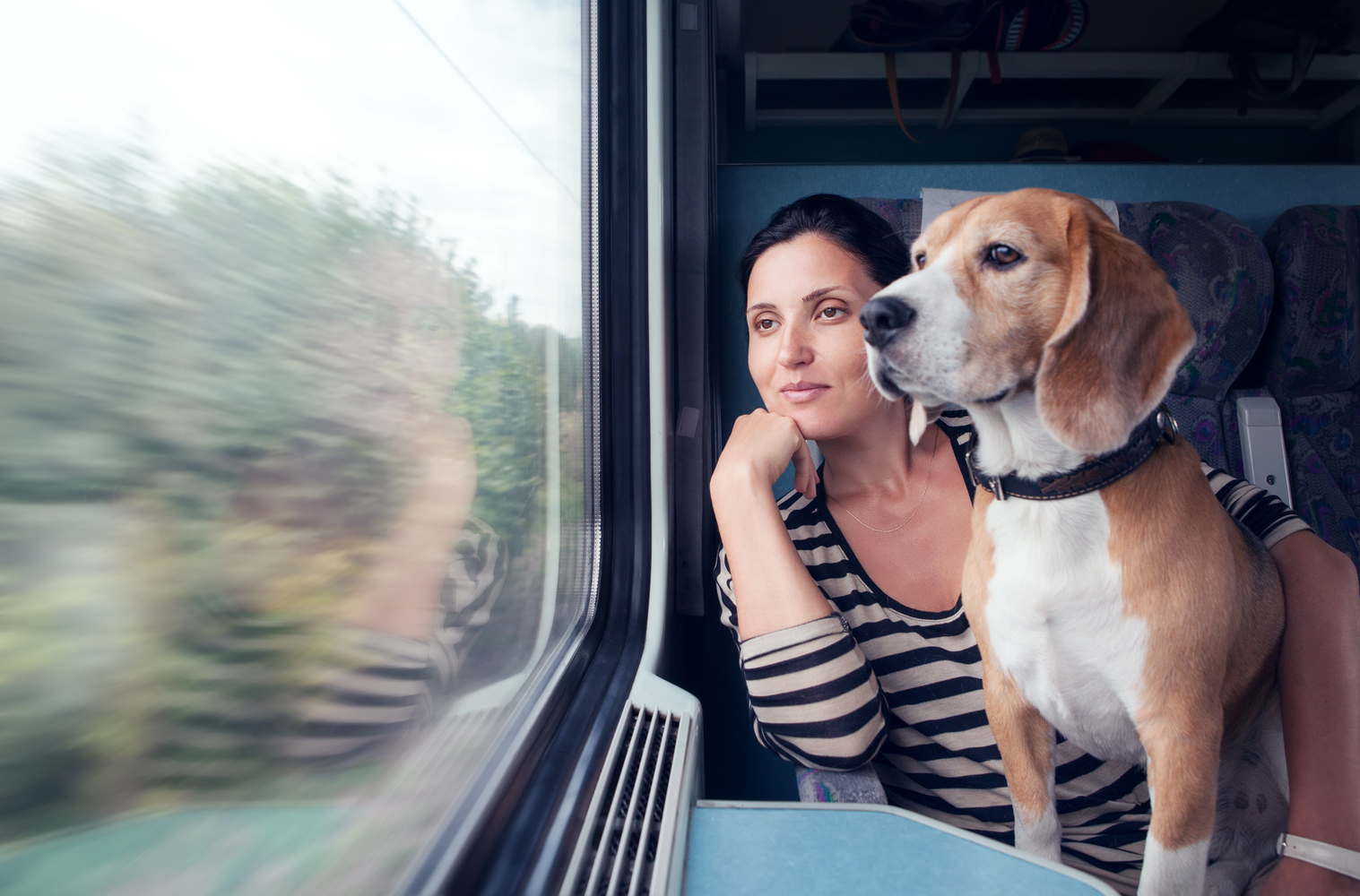 Pet-Friendly Travel Etiquette